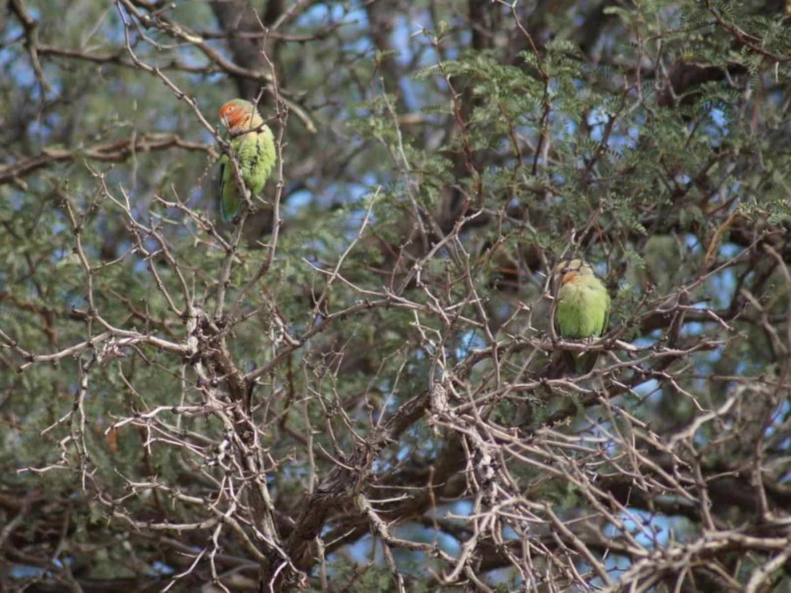 Camp Gecko - Private Nature Reserve; Tented Camp And Campsite Solitaire Exterior photo